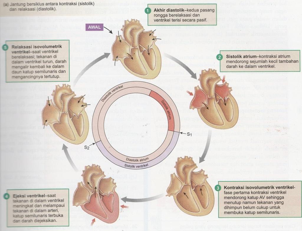 7 siklus jantung pdf